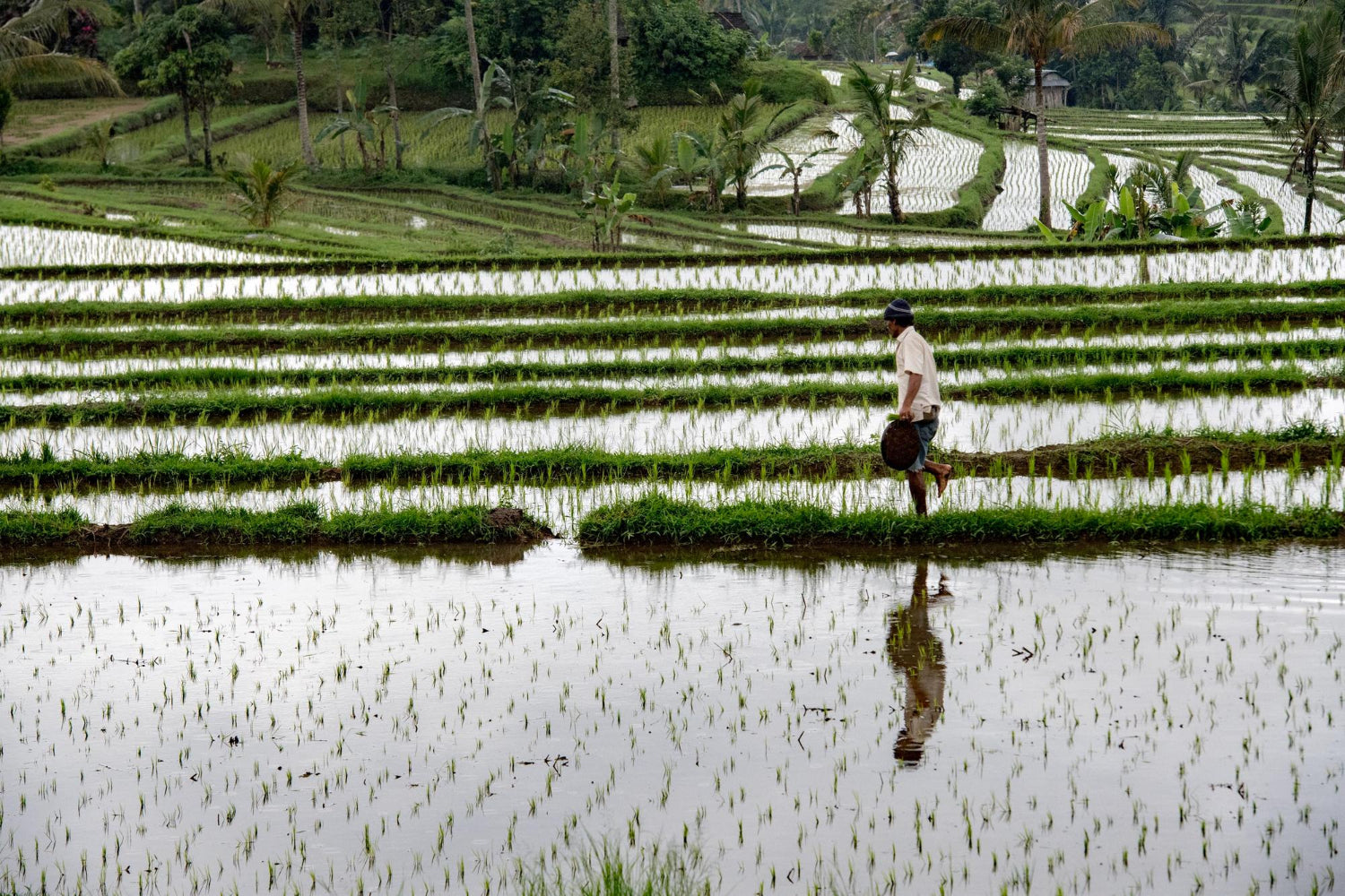 Why is Natural Farming Dying?